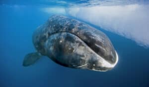 A bowhead whale surfaces from a dive at the floe edge. Photo: Paul Nicklen
