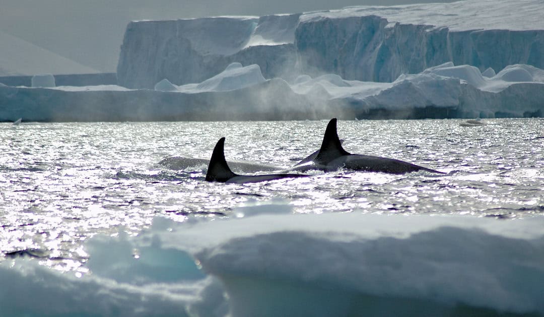 Orcas are most common in sub-Arctic waters but will sometimes venture into the cold waters of the Polar regions. These two were seen by Antarctica. Photo: Michael Wenger
