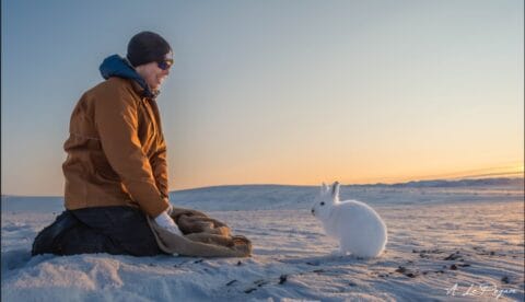 As part of their research, the University of Quebec is catching and tagging Arctic hares on Ellesmere Island in the Canadian high Arctic.