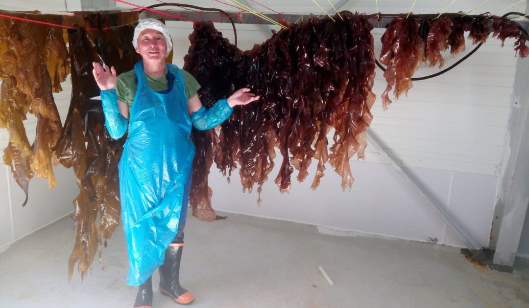 Ulrik Maki Lyberth posing with two different species of seaweed; so-called sea lettuce flakes and a species of bladderwrack. Photo: Maki Seaweed Facebook