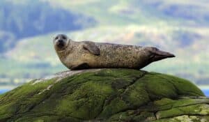 The Harbour Seal is