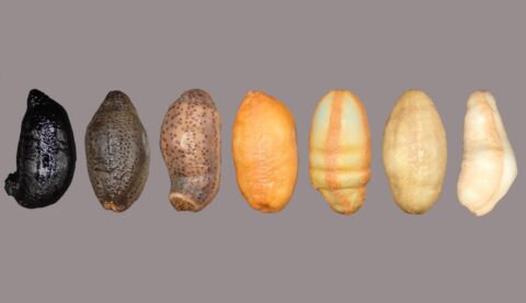 The Cucumaria frondosa comes in a whole scale of different colors but is most typically dark brown or greyish brown. Photo: E. Montgomery / Mercier Lab