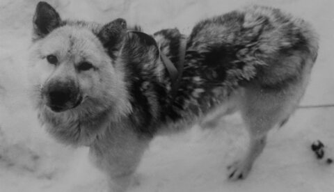 Arii (1981-1986) was a sled dog with wolf blood. It belonged to Manumina Lund Jensen's family and inspired her to research the age-old Inuit traditions. Photo: Karl Kristian Olsen