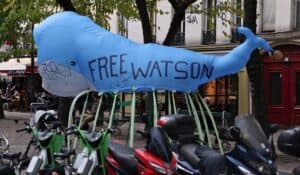 Across the world, activists were calling for the release of Paul Watson from jail in Greenland. This photo was taken in Paris, France, on November 24th, 2024. Last week, the protester got their wish. Photo: Wikimedia Commons