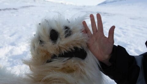 Like the rest of its body, the polar bear's paws are very fur. A new study found unique anti-icing features in the hair oil on it. Photo: Jon Aars, Norwegian Polar Institute