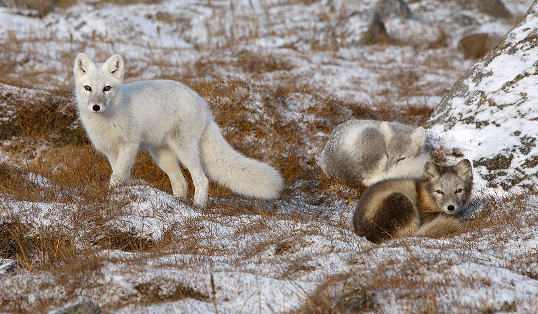 Arctic foxes Tschukotka